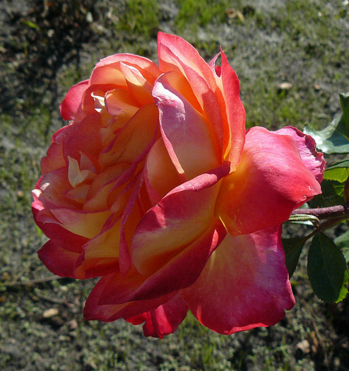 P1460578 - TRANDAFIRI