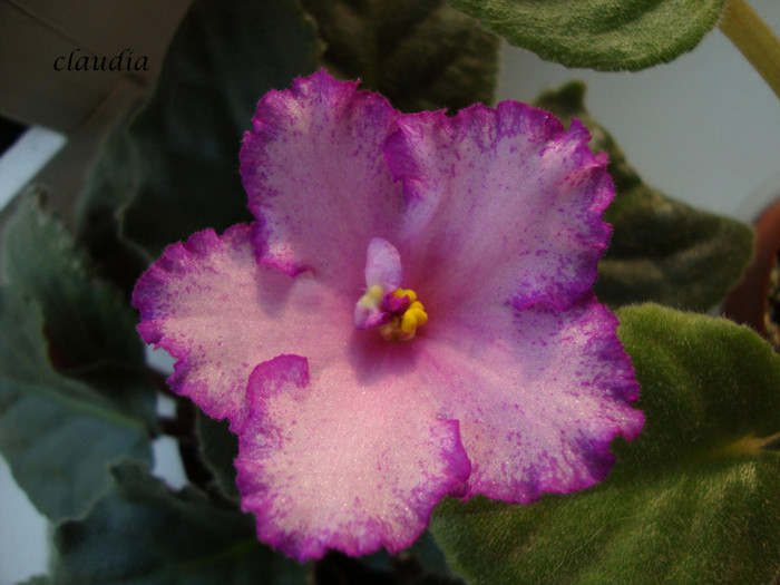 DSC03927 - 0 violete