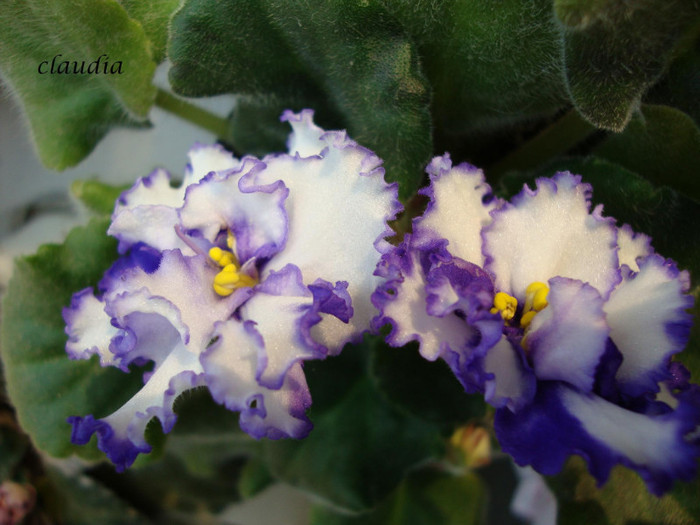 DSC03928 - 0 violete