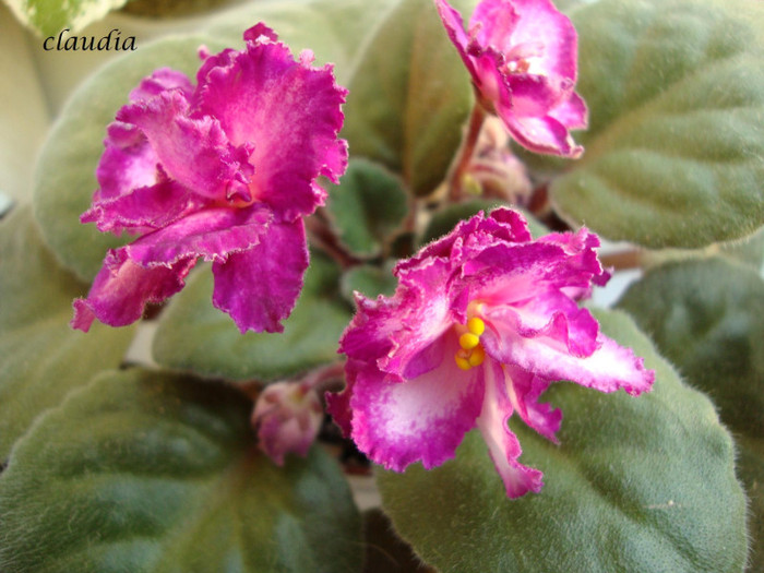 DSC03929 - 0 violete