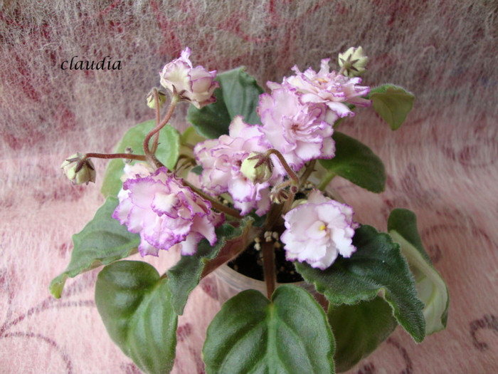 DSC03979 - 0 violete