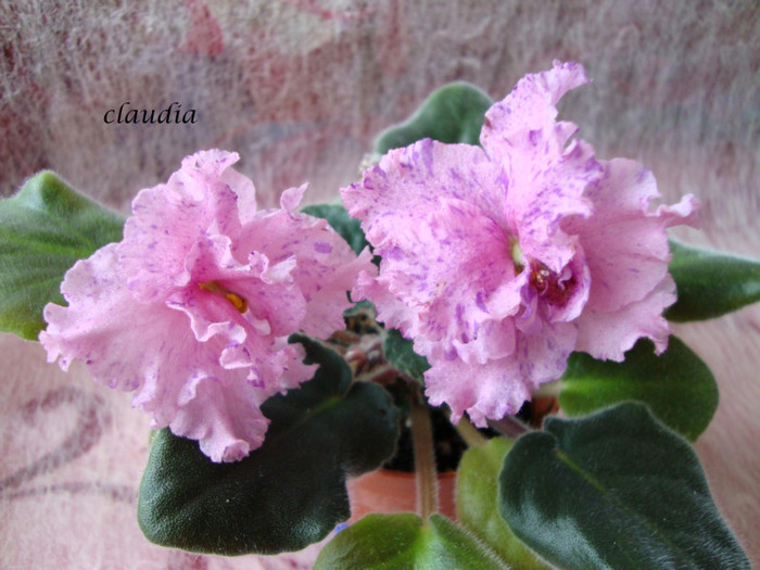 DSC03983 - 0 violete