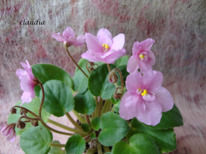 DSC03984 - 0 violete