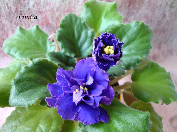 DSC03987 - 0 violete