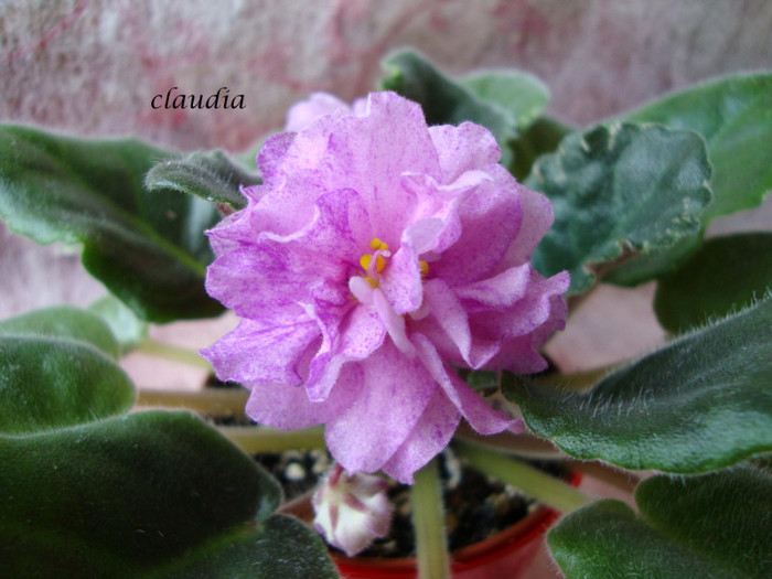 DSC03988 - 0 violete