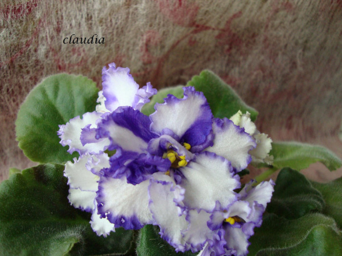 DSC03992 - 0 violete
