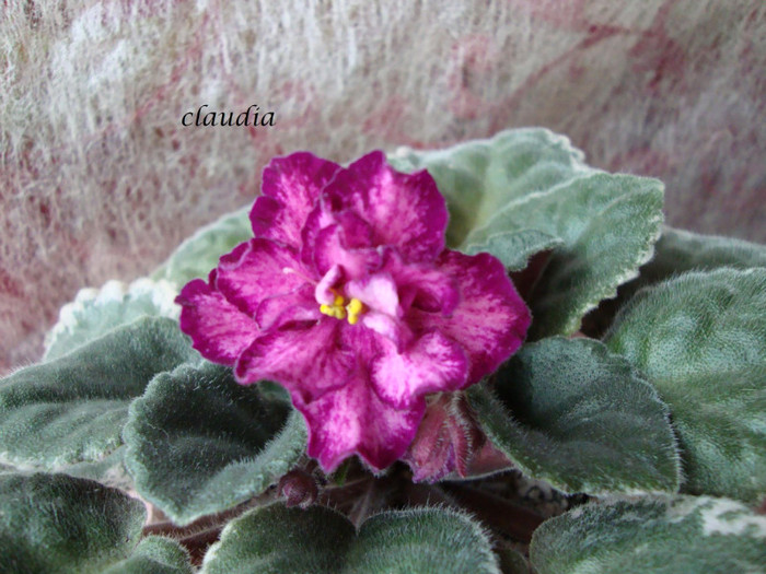 DSC03996 - 0 violete