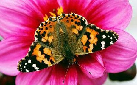 fluture-uk - fluturele monarh