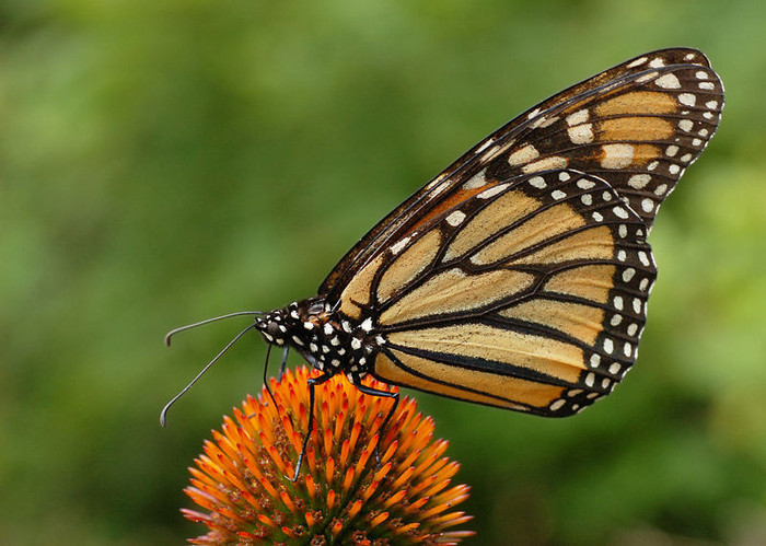 monarhul - fluturele monarh