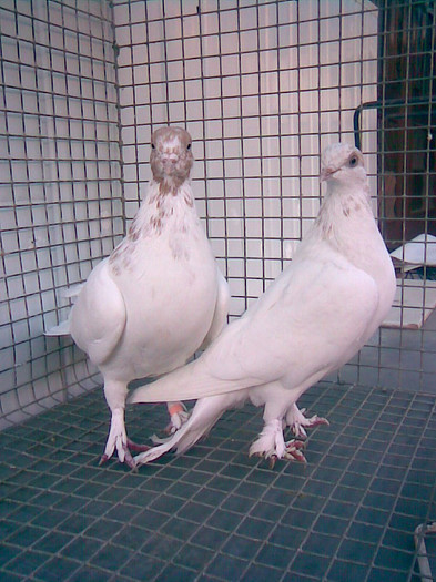 Imag210BERZATI PE GALBEN