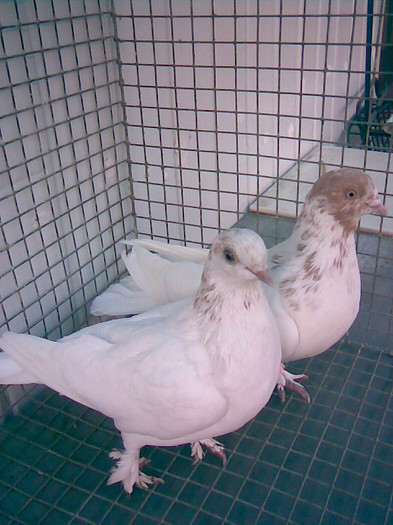 Imag213BERZATI PE GALBEN - PORUMBEII MEI BERZATI