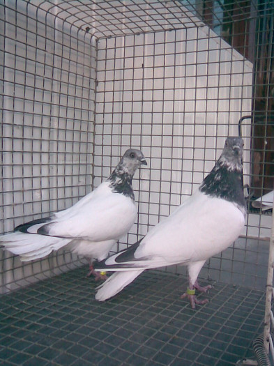 zburator de budapesta