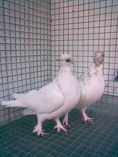 ZBURATORI DE BUDAPESTA PE GALBEN1