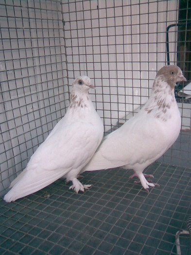 ZBURATORI DE BUDAPESTA PE GALBEN2