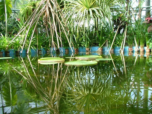 Cluj-Napoca_botanical_garden_11_-_the_glass_house