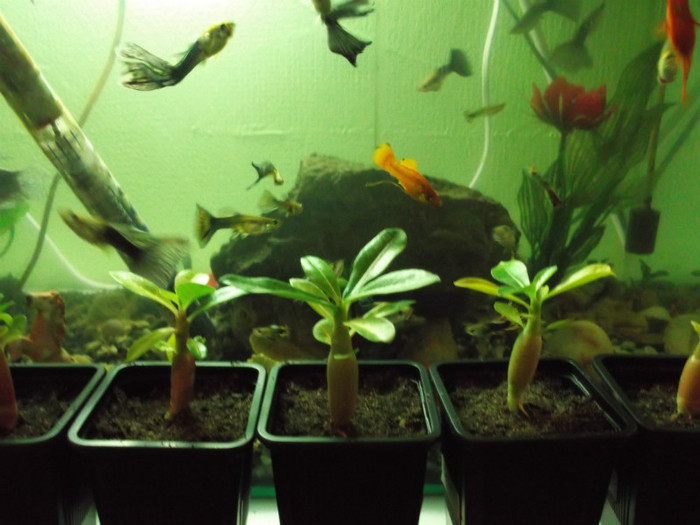 DSCF0149 - ADENIUM SI PLUMERIA asa arata acum