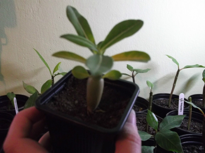 DSCF0177 - ADENIUM SI PLUMERIA asa arata acum