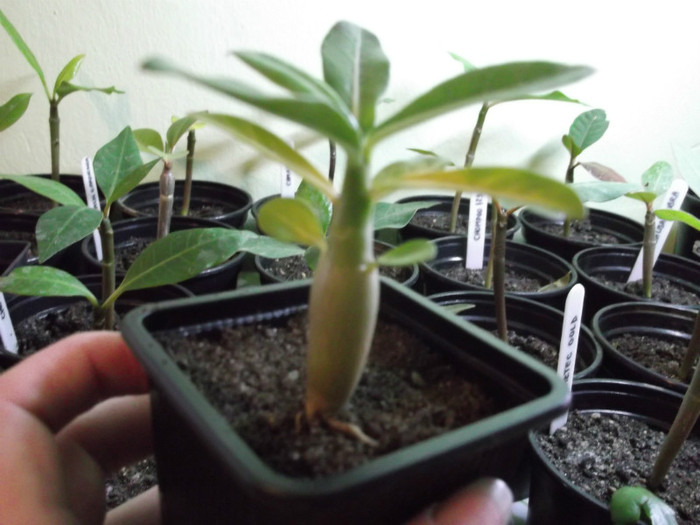 DSCF0178 - ADENIUM SI PLUMERIA asa arata acum