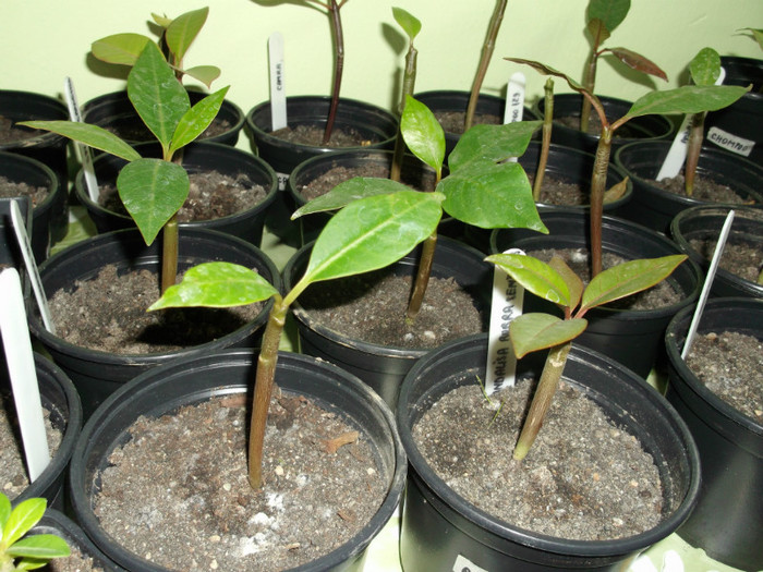 DSCF0191 - ADENIUM SI PLUMERIA asa arata acum