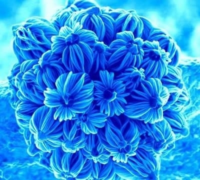 nano-flowers - poze albastre