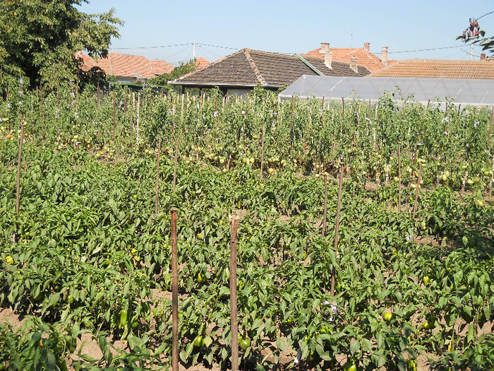 DSCN1132 - Gradina de legume