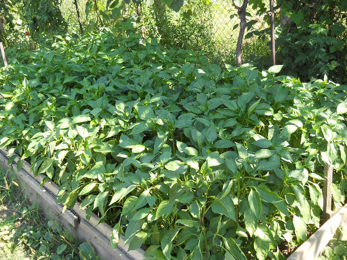 DSCN1148 - Copy - Gradina de legume