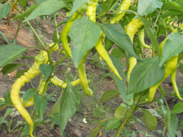 DSCN1184 - Gradina de legume