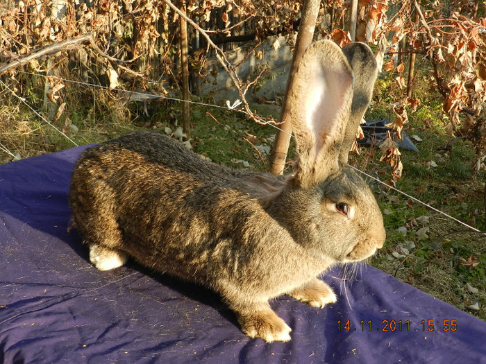 femela1  05 2011 - IEPURI DE VANZARE 2011