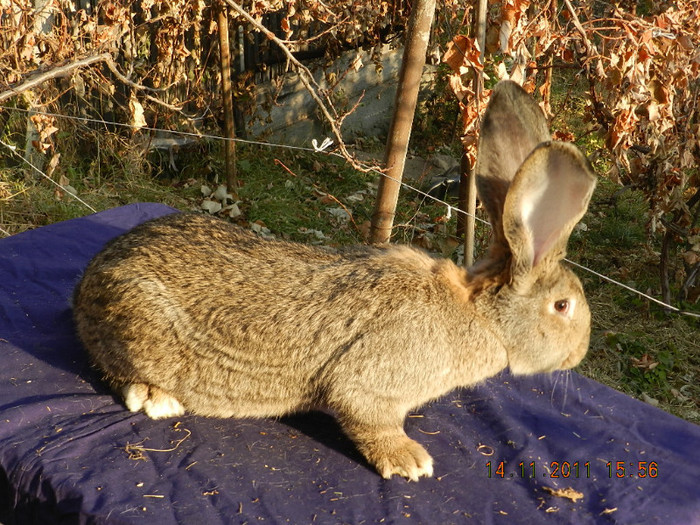 K - IEPURI DE VANZARE 2011