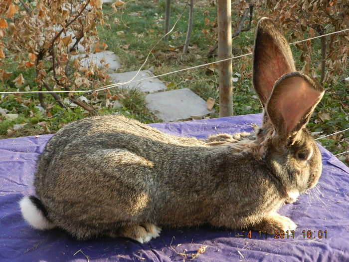 mascul - IEPURI DE VANZARE 2011