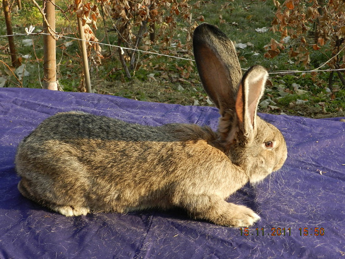 K - IEPURI DE VANZARE 2011