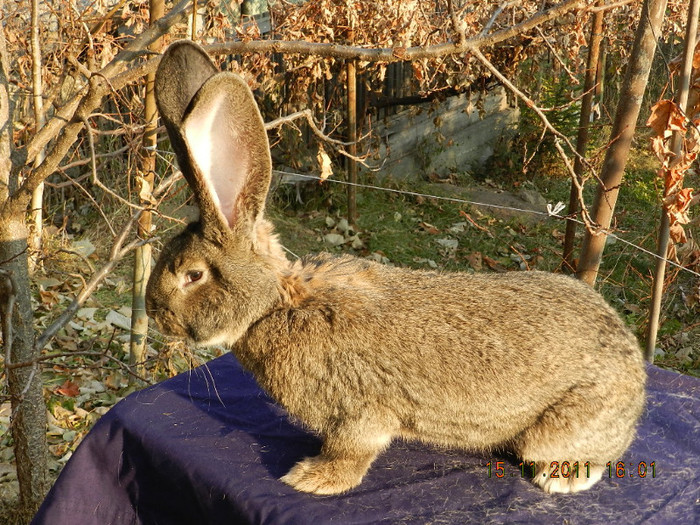 K - IEPURI DE VANZARE 2011