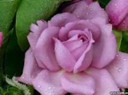 images (75) - poze trandafiri