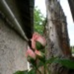 rrose-47288x75 - poze trandafiri