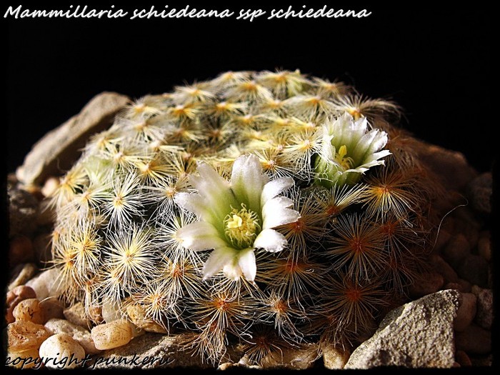  - CACTI IN FLOWER