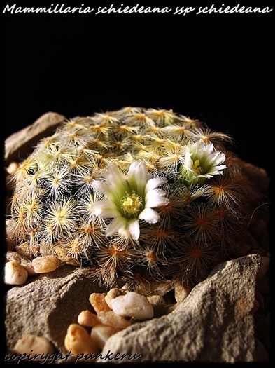  - CACTI IN FLOWER