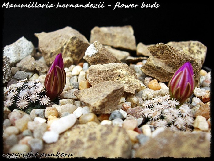  - CACTI IN FLOWER