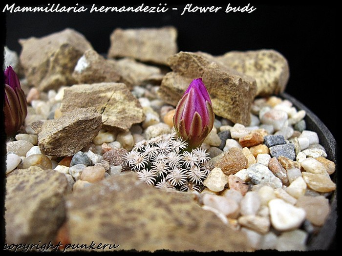  - CACTI IN FLOWER