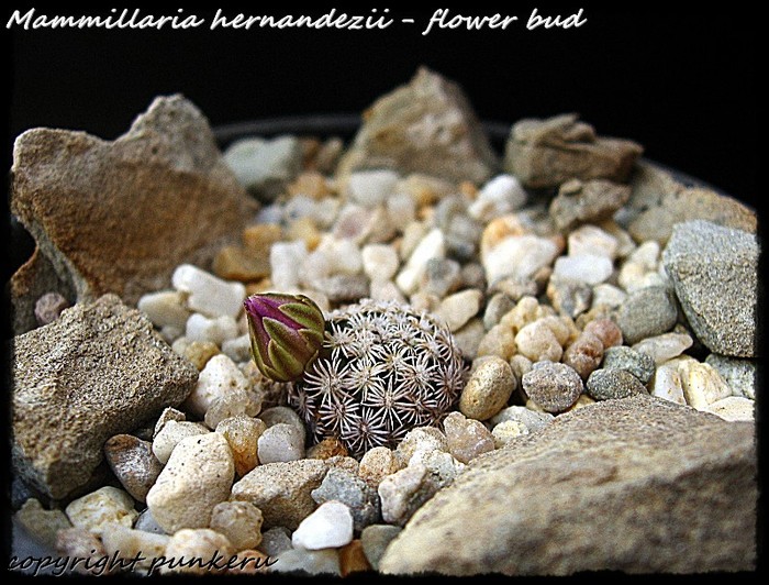  - CACTI IN FLOWER