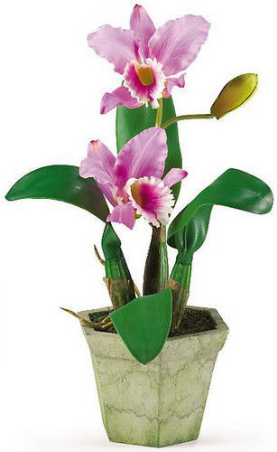 Cattleya