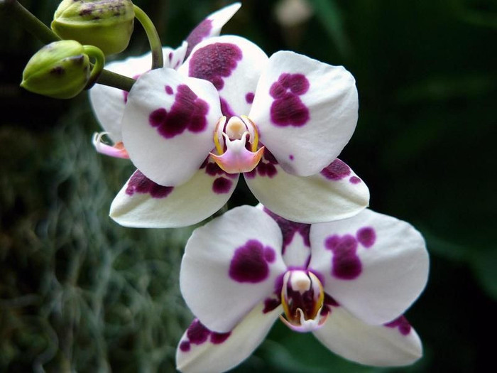 orhidee_Arlechin,_Phalaenopsis - orhidee