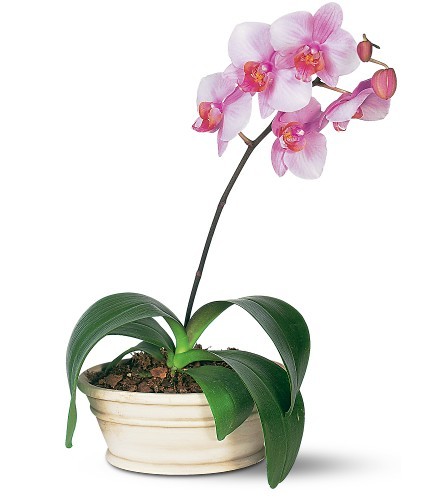 Phalaenopsis - orhidee