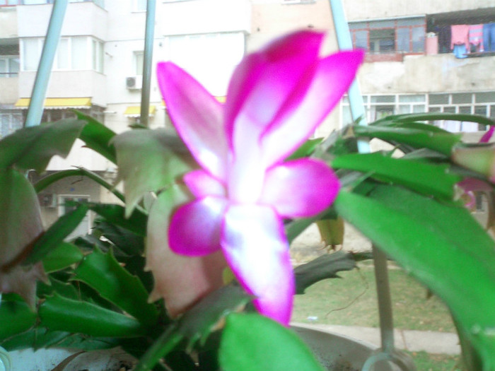 CIMG0121 - Schlumbergera 2011-2012