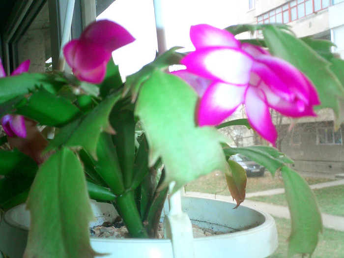 CIMG0122 - Schlumbergera 2011-2012