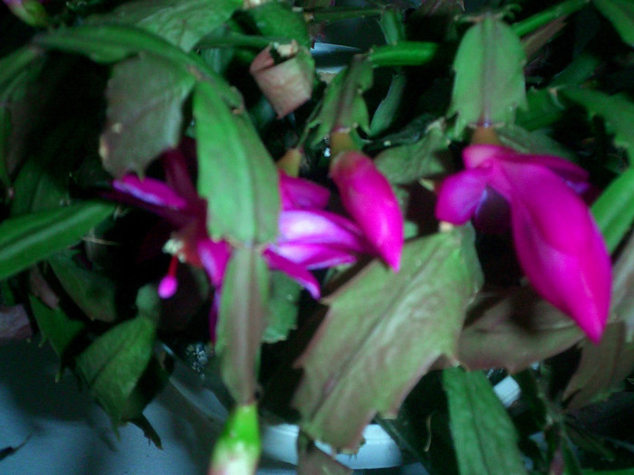 CIMG0124 - Schlumbergera 2011-2012