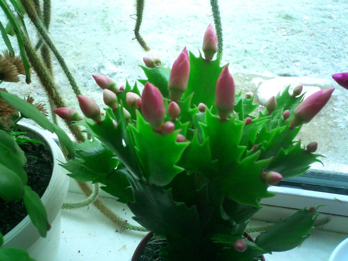 CIMG0129 - Schlumbergera 2011-2012