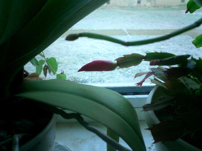 CIMG0130 - Schlumbergera 2011-2012