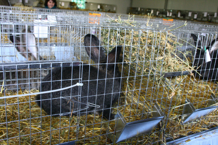 IMG_0063 - Expozitie nov 2011