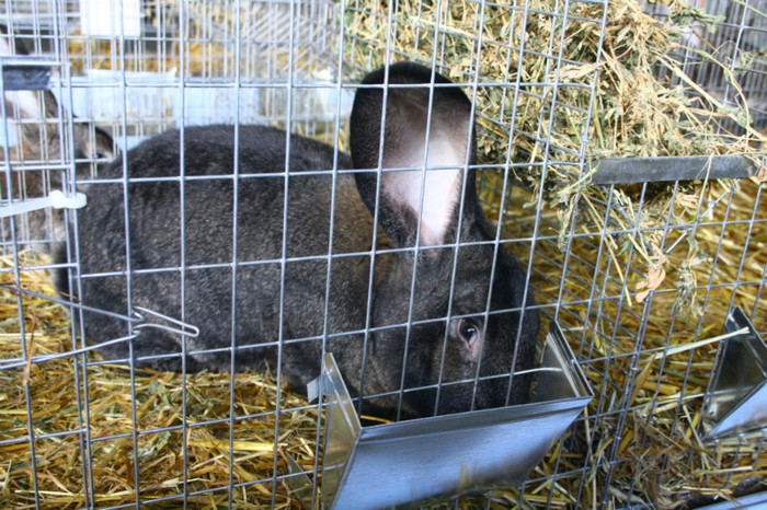 IMG_0064 - Expozitie nov 2011