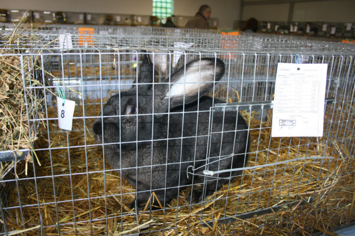 IMG_0066 - Expozitie nov 2011